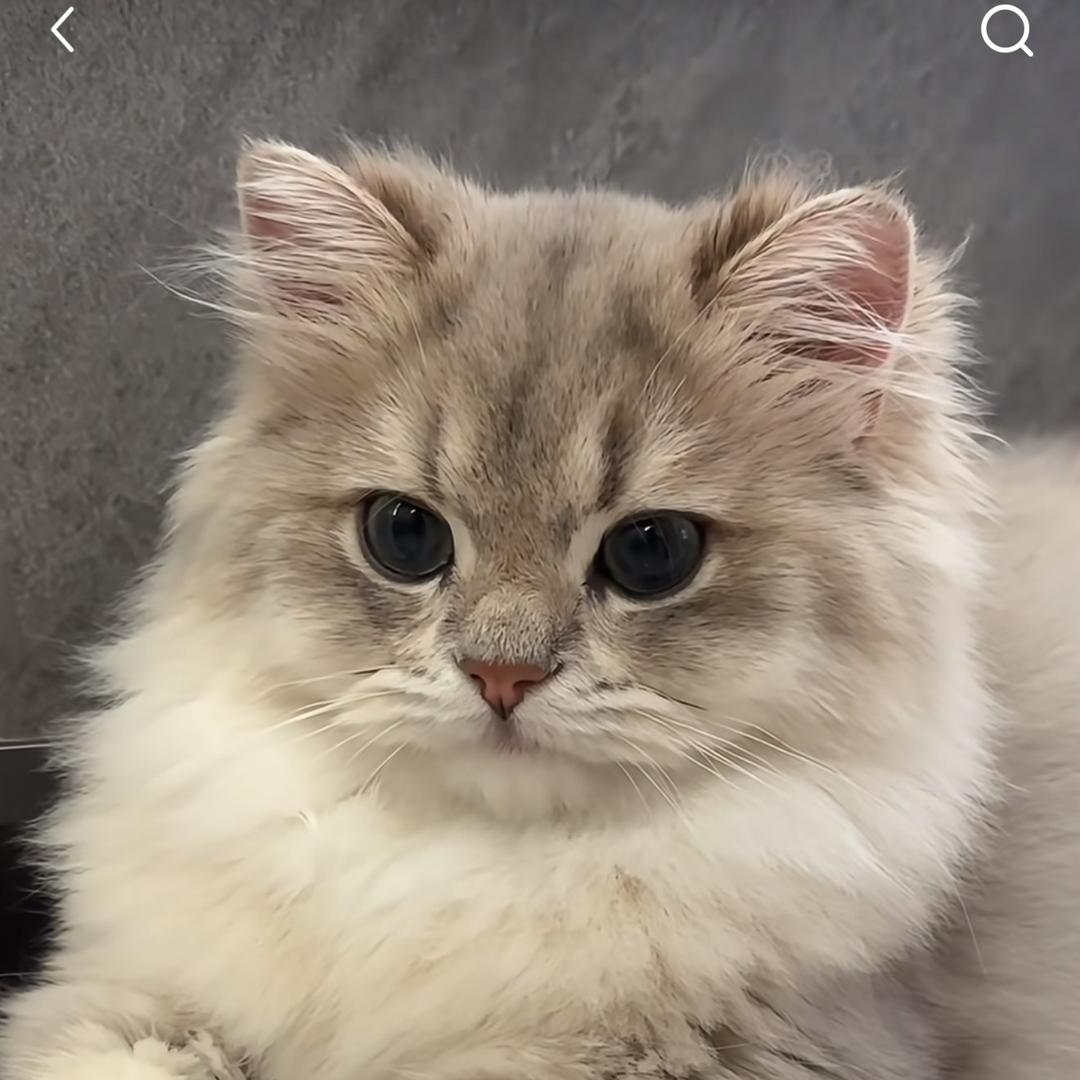 爱吃鱼的猫