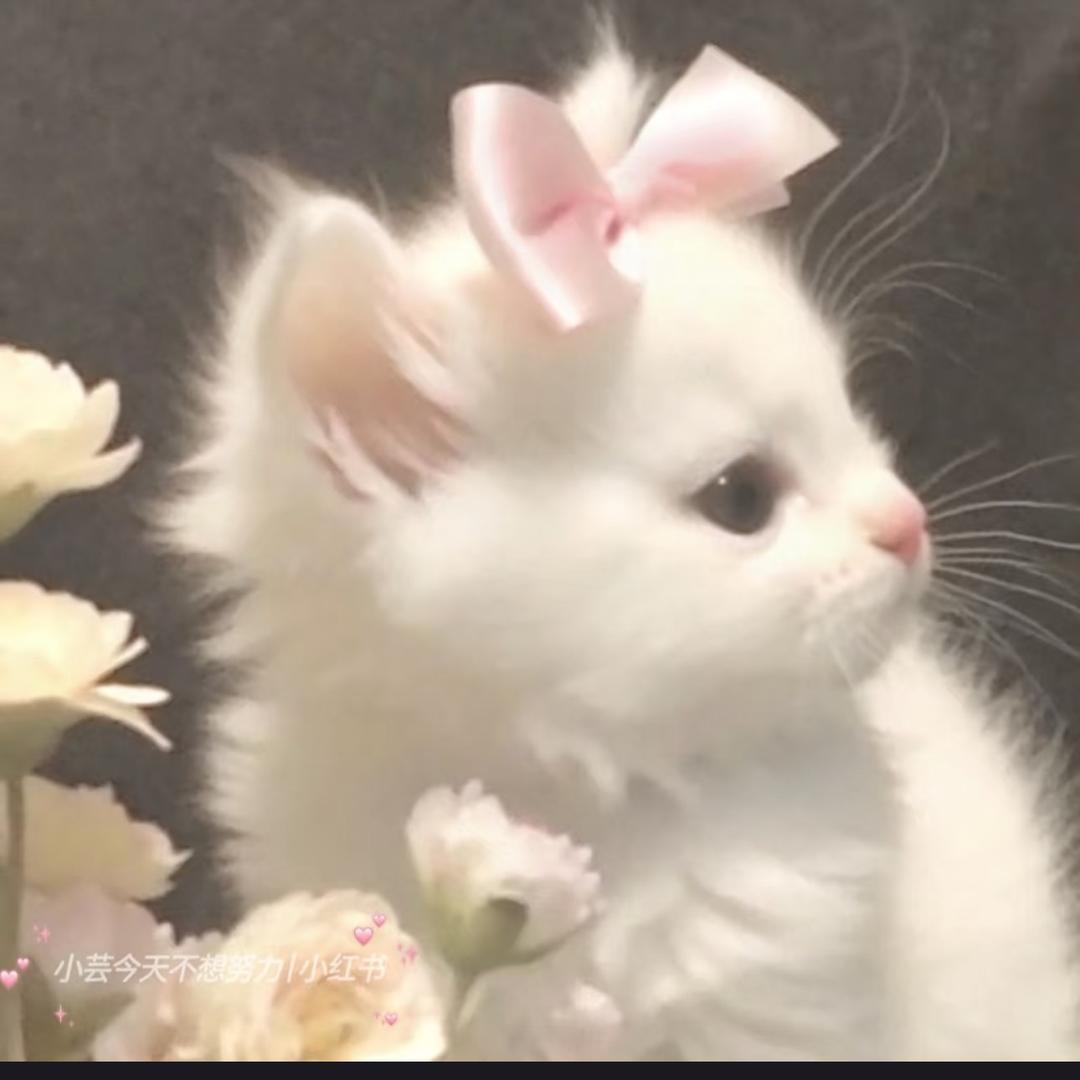 超能大白