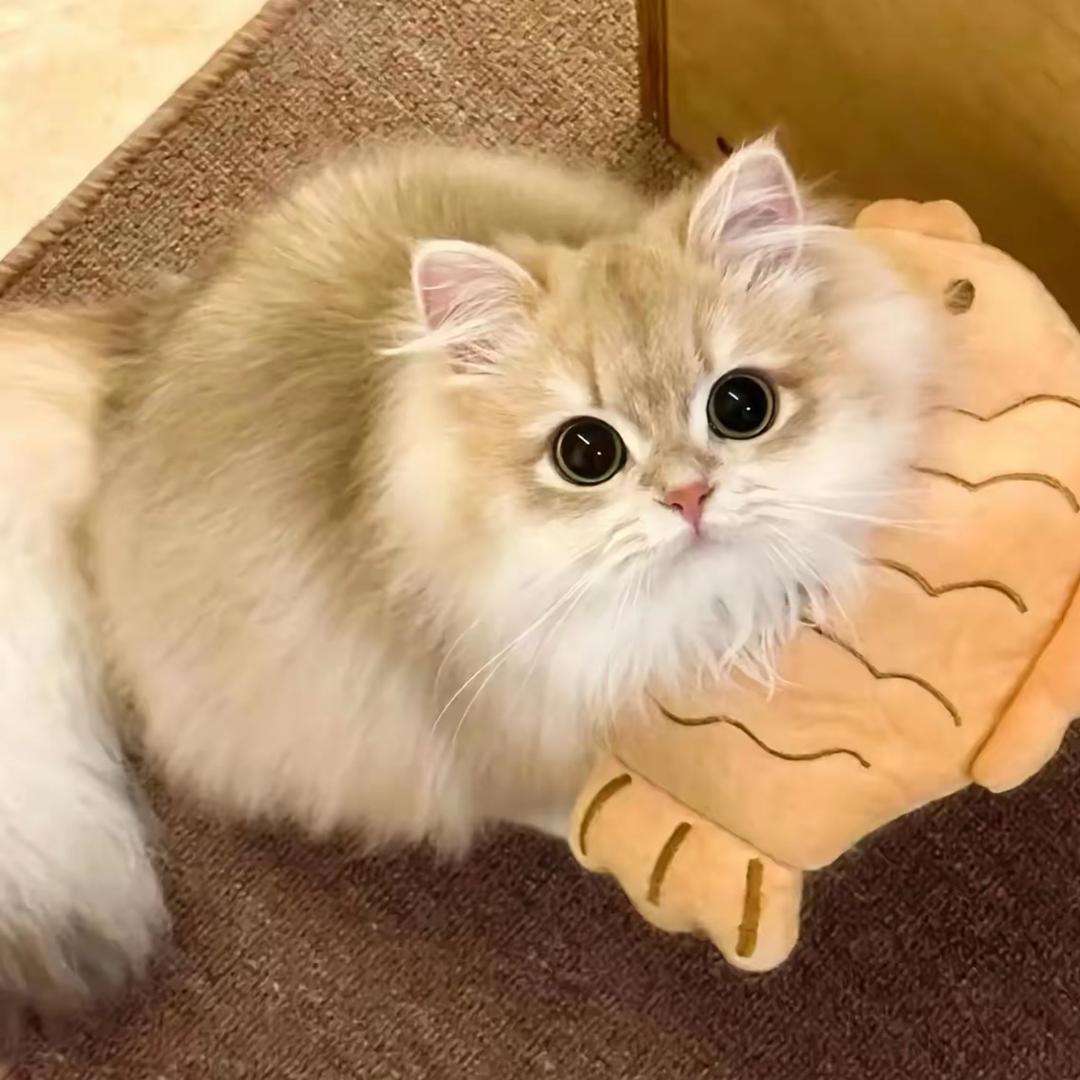 欣欣的猫屋