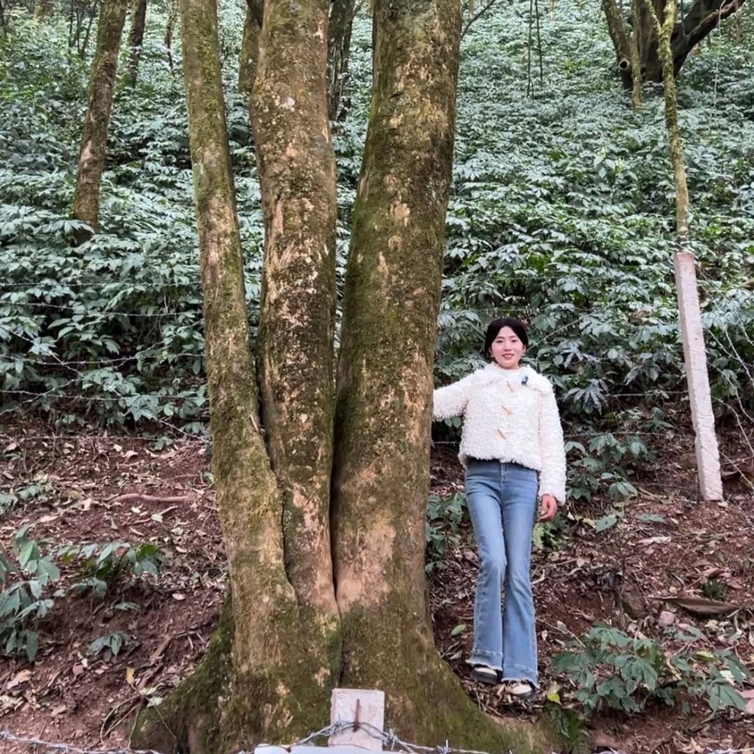 困鹿山御茶园（小号）