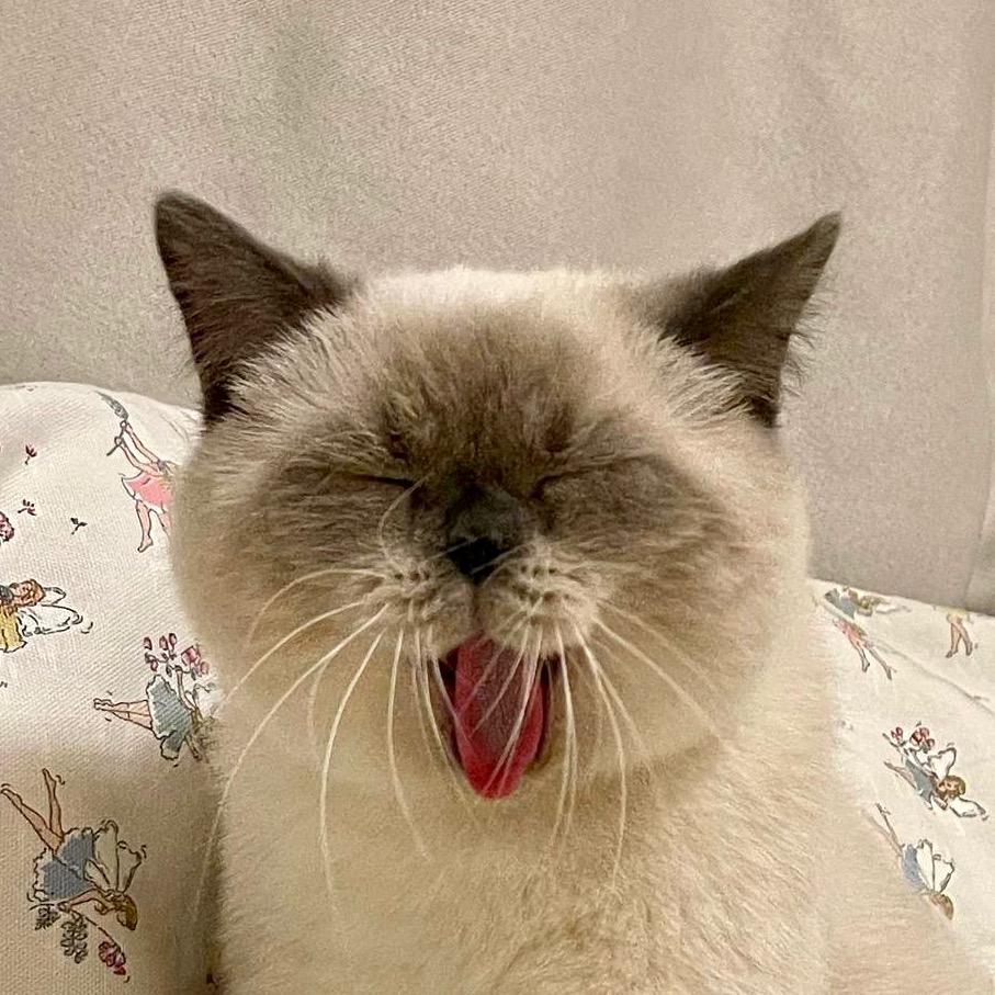 小小只麻酱@抖音