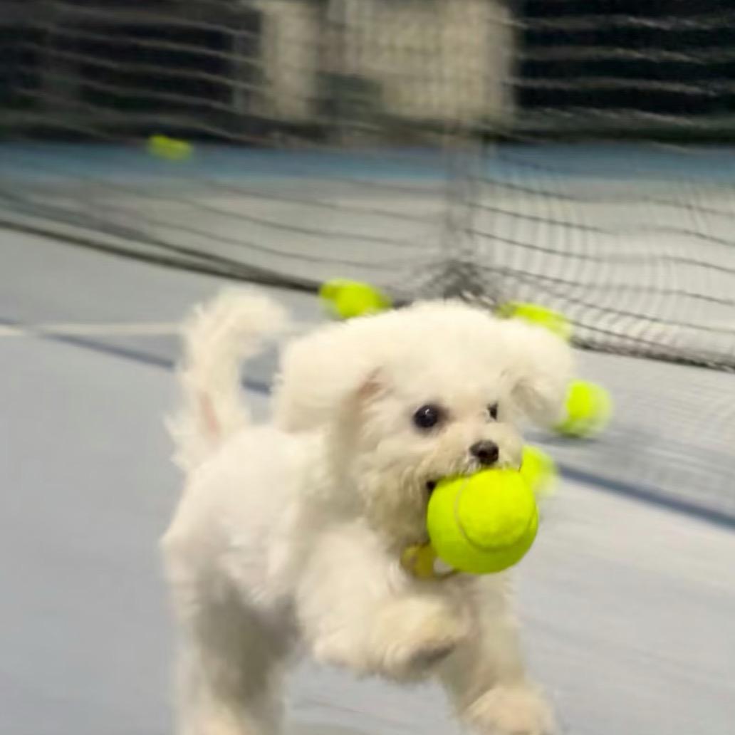 想蹿上天的霸王龙🦖