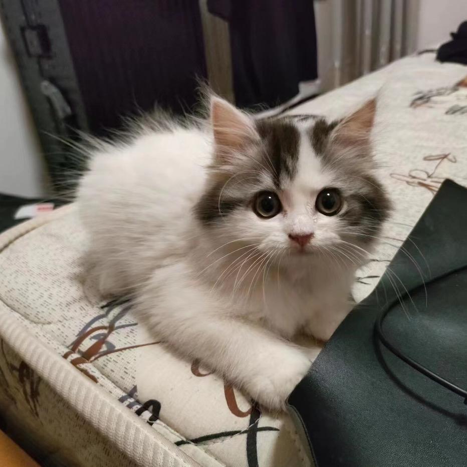 可爱小猫咪吖