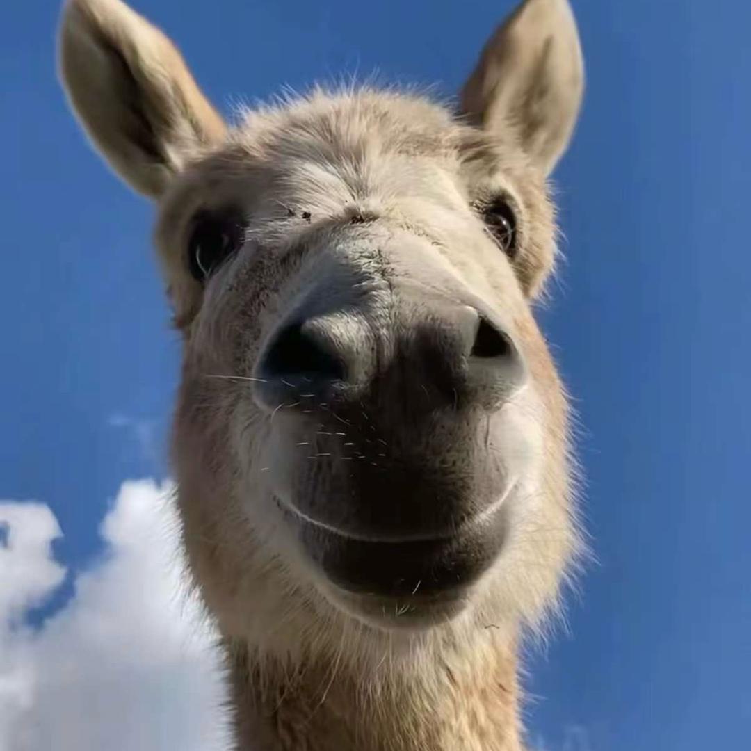 马二驴（三角洲行动）