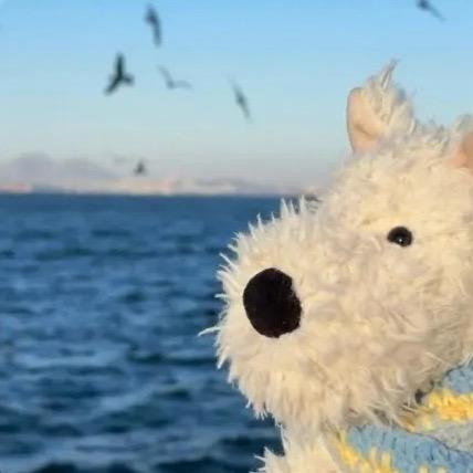 糕冷🌸（黄梅小探长团队）