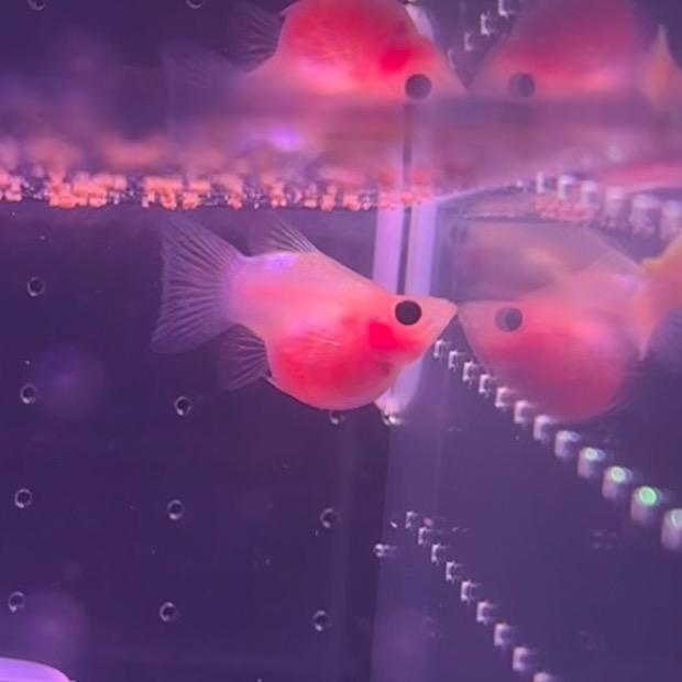 家养的玻璃猫孔雀鱼