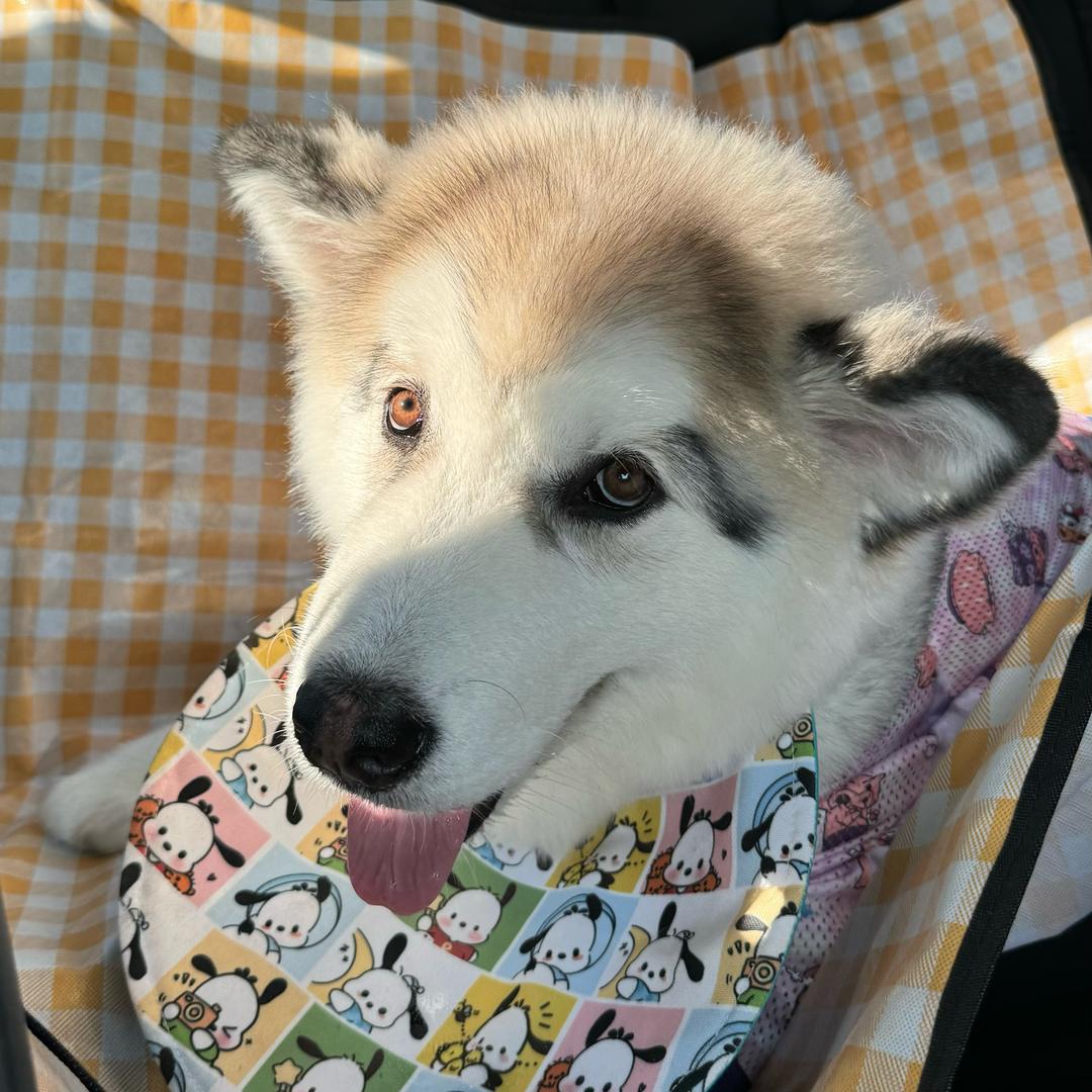 宝多狗狗日记🧸՞•･•՞🐾