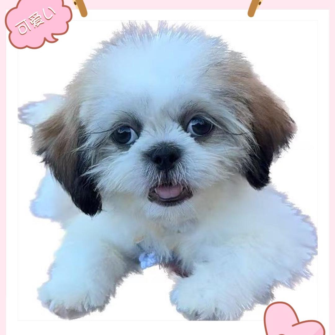 不上班的小壮壮