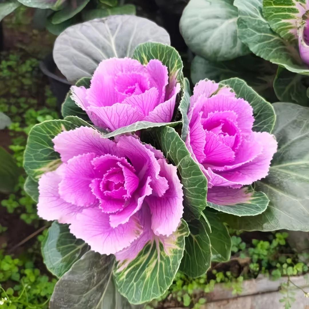 秋雨基地供应链