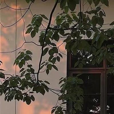 小青豆