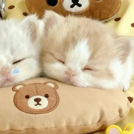 502 Bad Gateway𖦹⩊𖦹