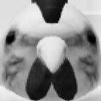 仰慕爱丽丝的鸡