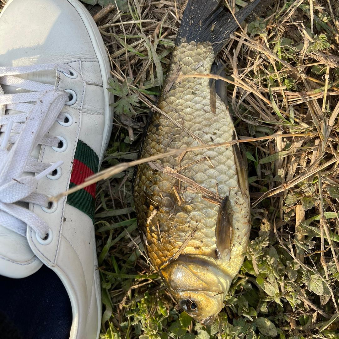 主任传统钓🎣
