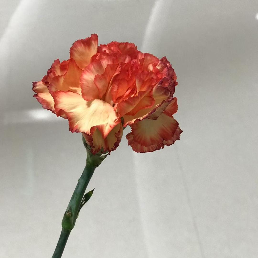 苑医生尊坤医疗器械专卖店璐璐