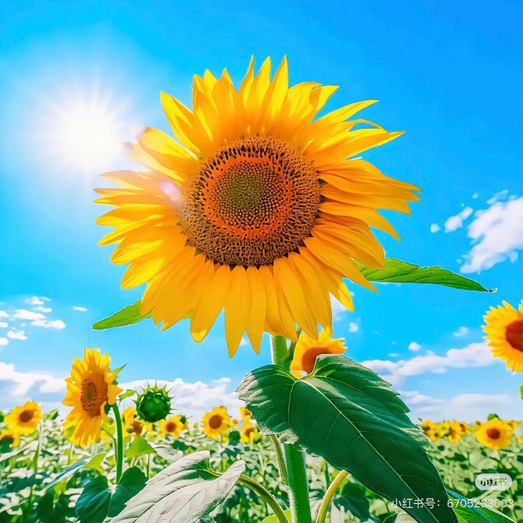 @吾之愿（拒绝连赞）