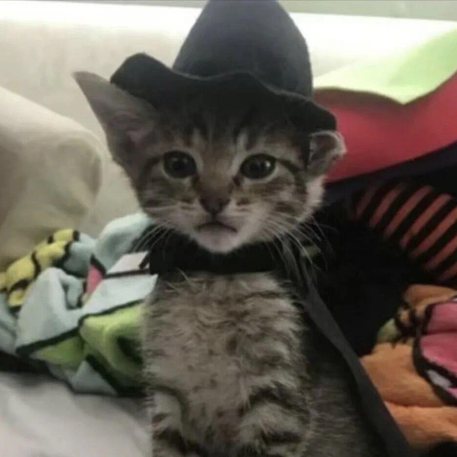 🌈🌈银狐🌈🌈