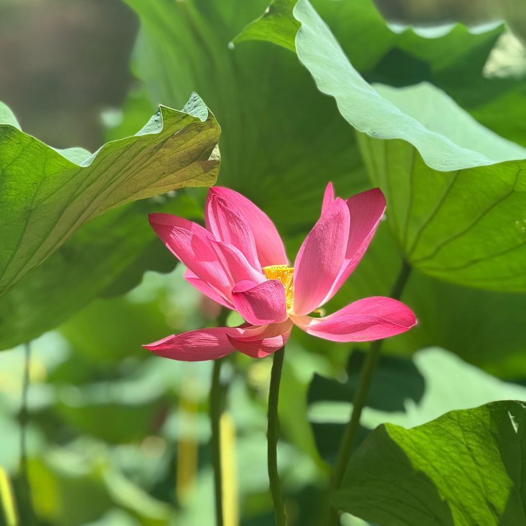 星落枕边