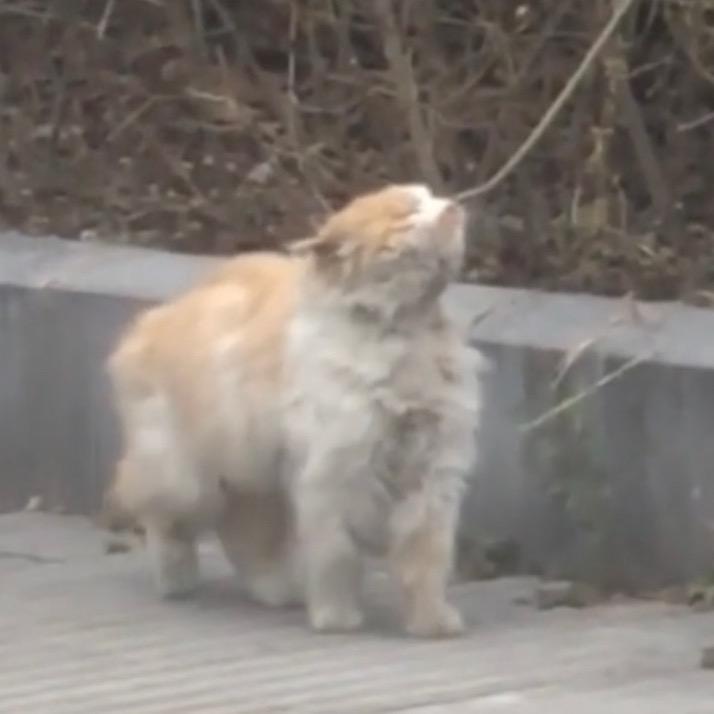 半糖主义