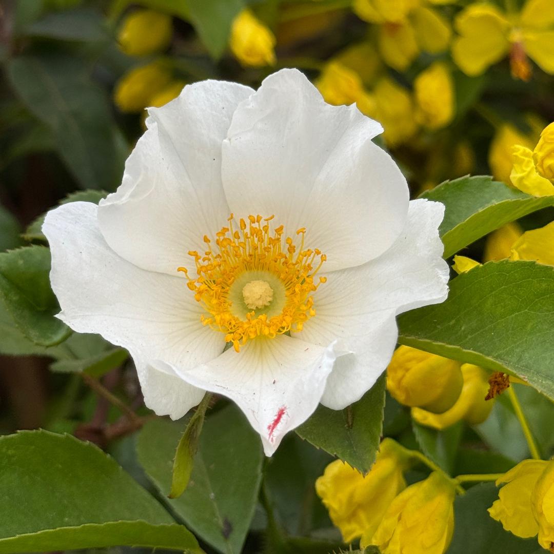 一朵小白花