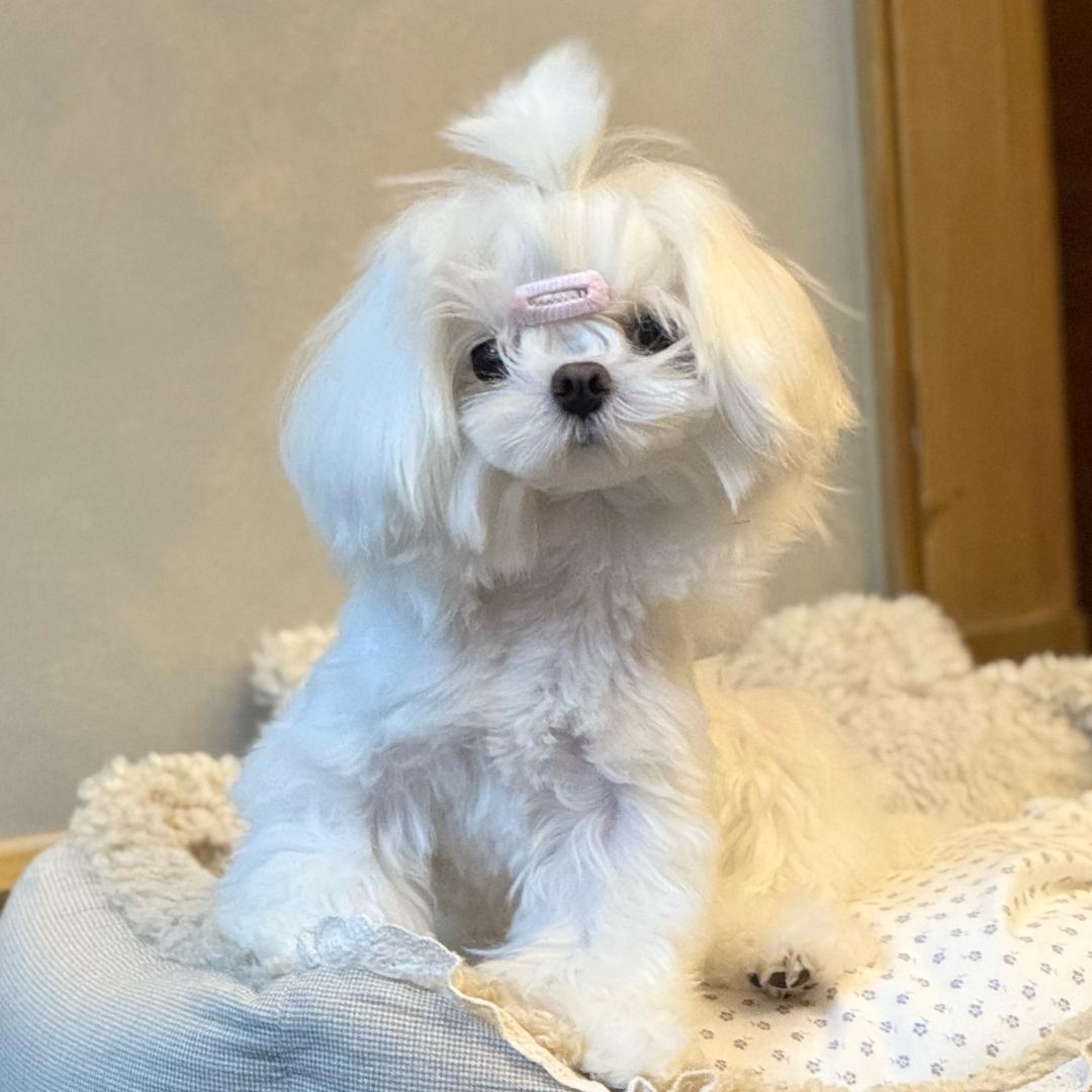 许我现眼