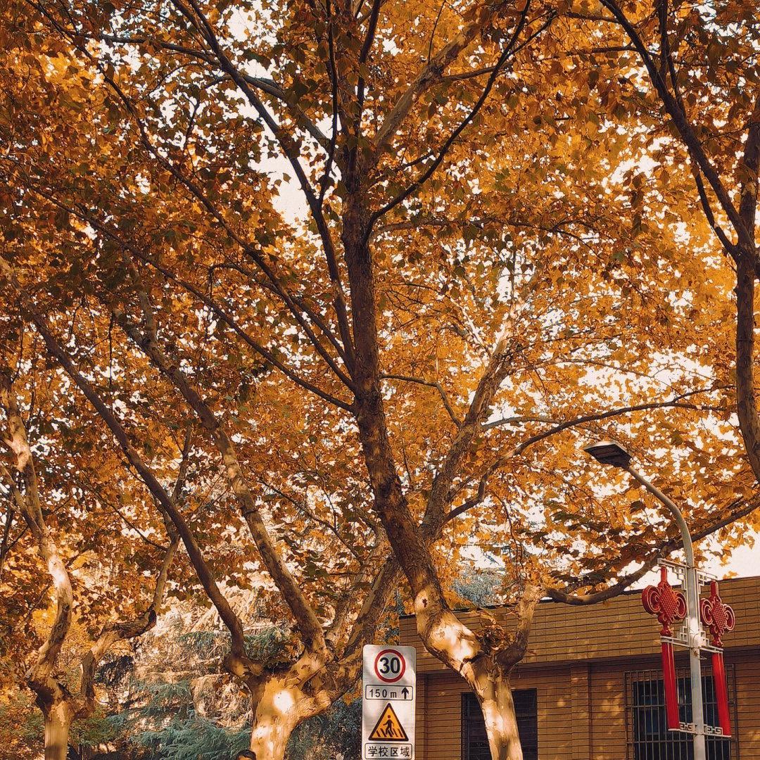 低调华丽