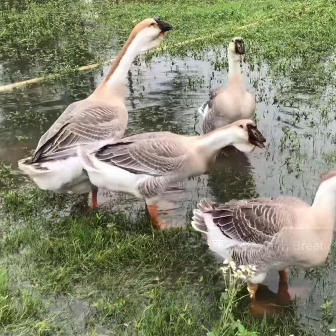 凯记鹅肉
