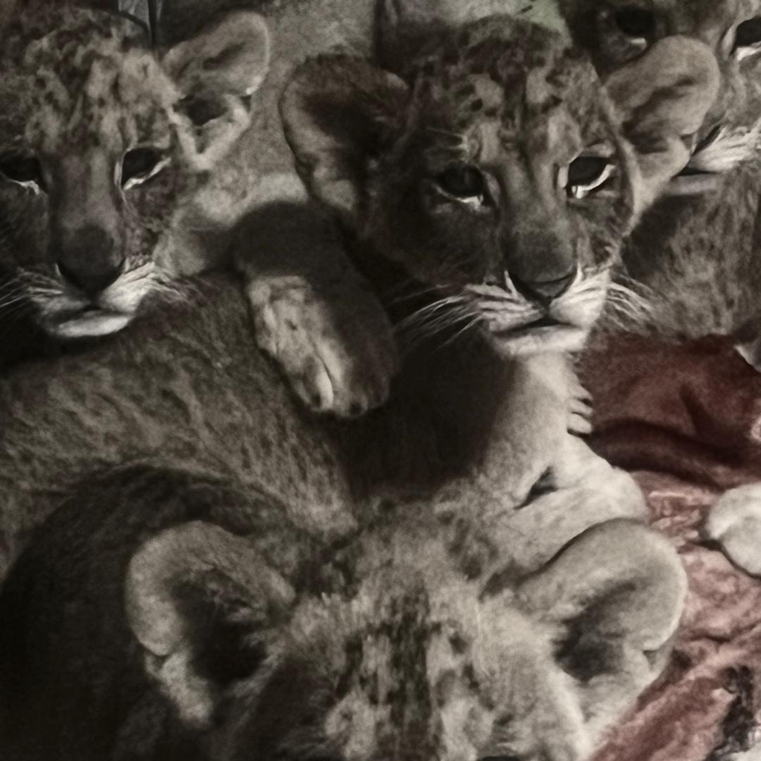 娇娇🍎福运长长