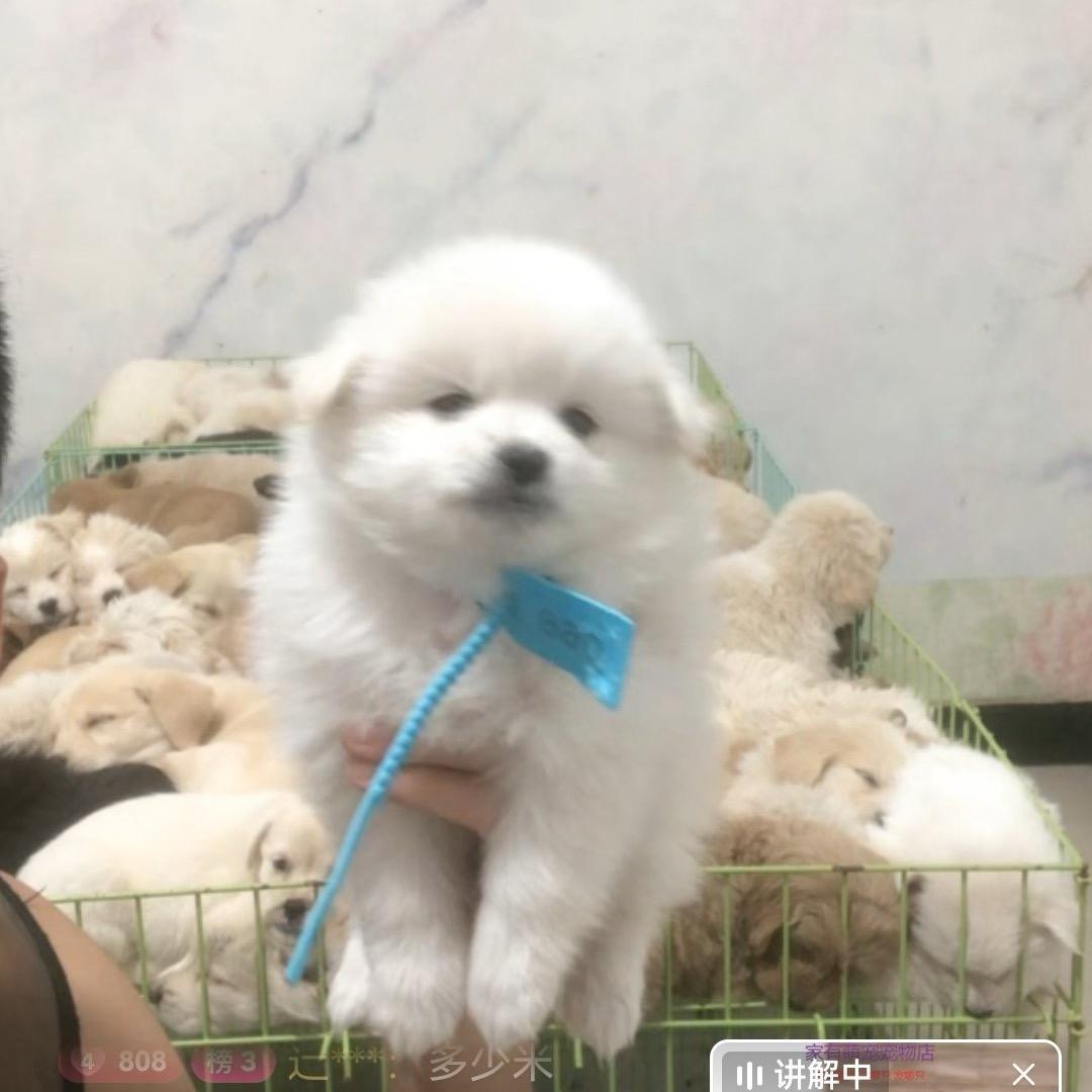 宠物小精灵