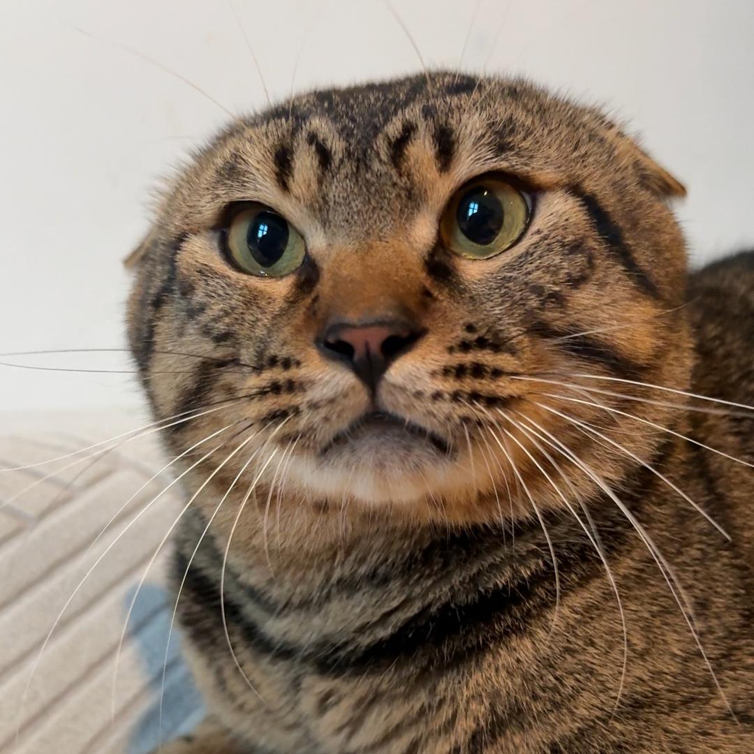 诚实一口猫狗粮福利情报局