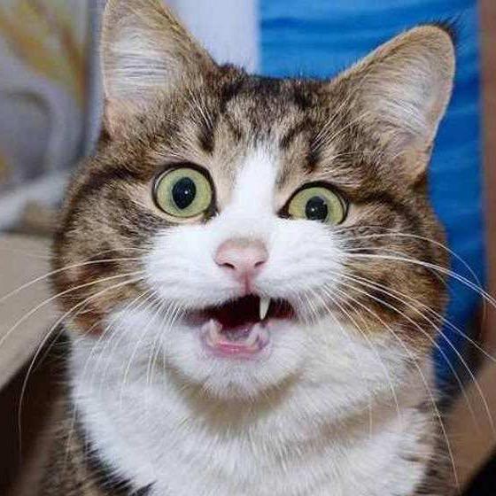 大猫的百宝箱