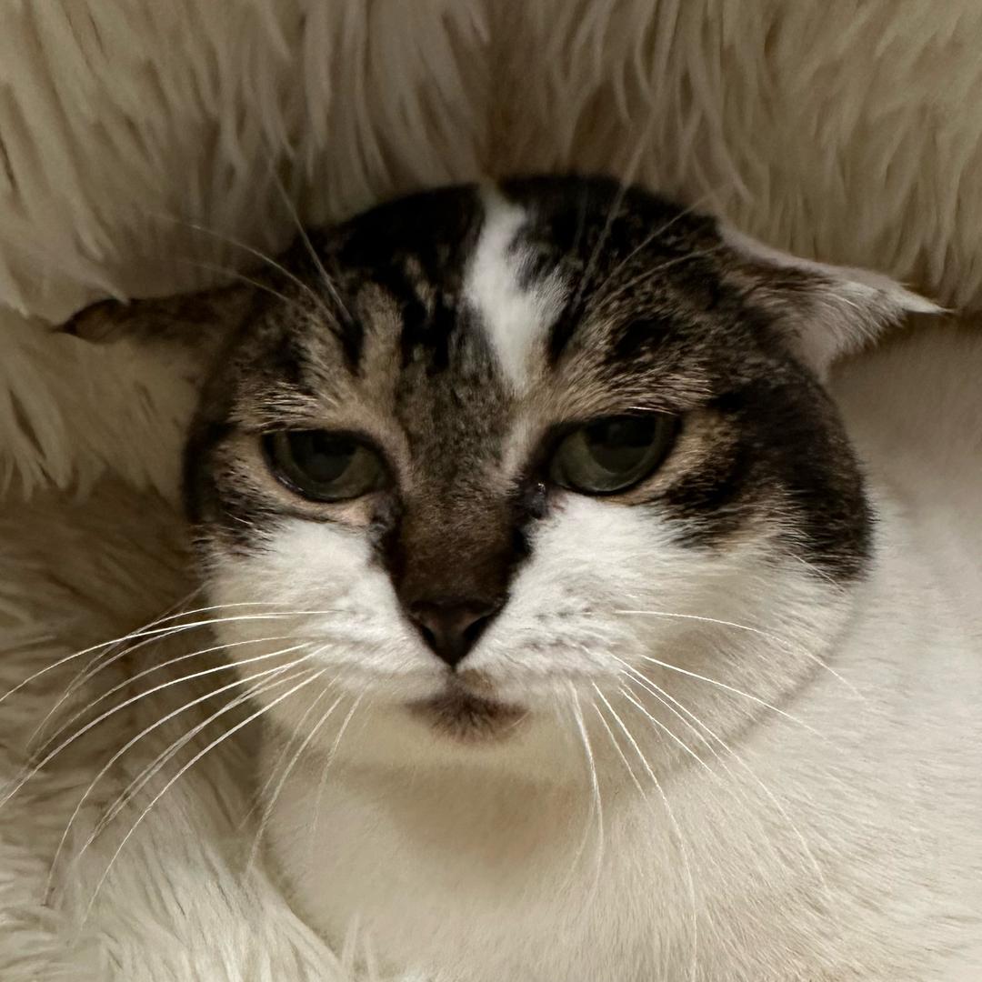 猫奶四六