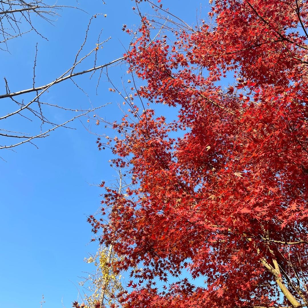 隆腾园林