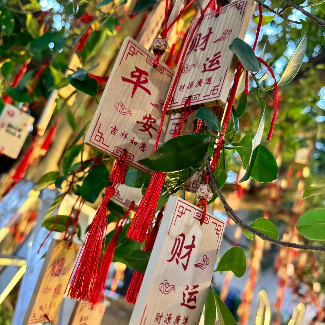 汤汤是只小馋猫