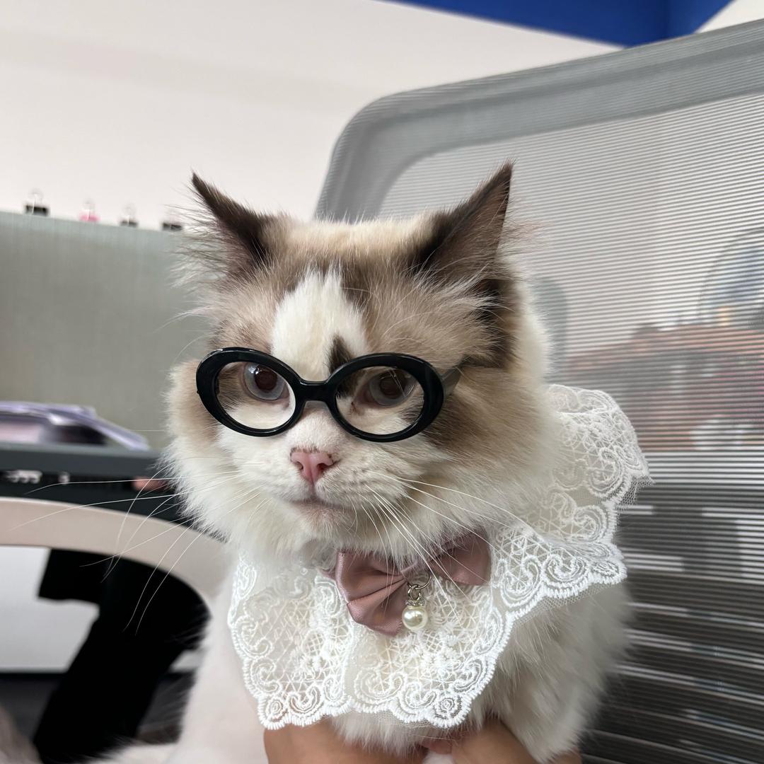 上班族猫猫厚皮