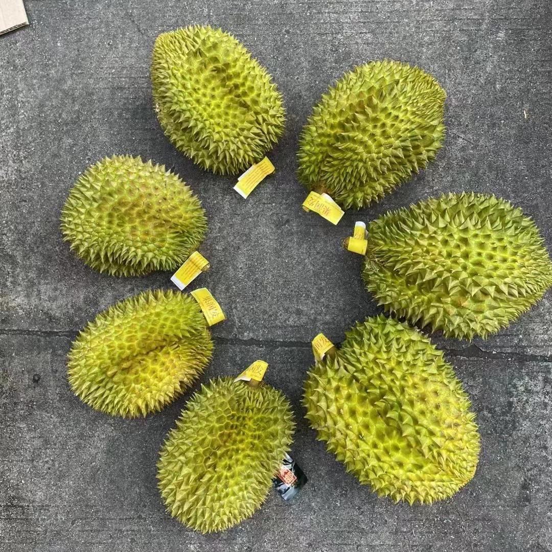大象🐘