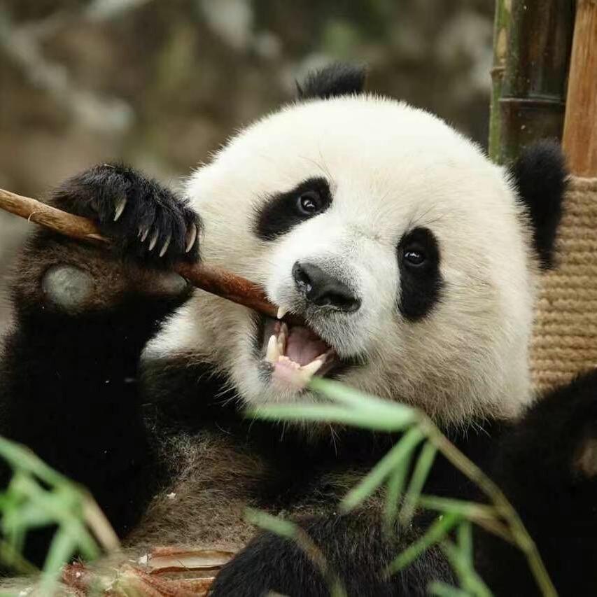 竹子熊猫