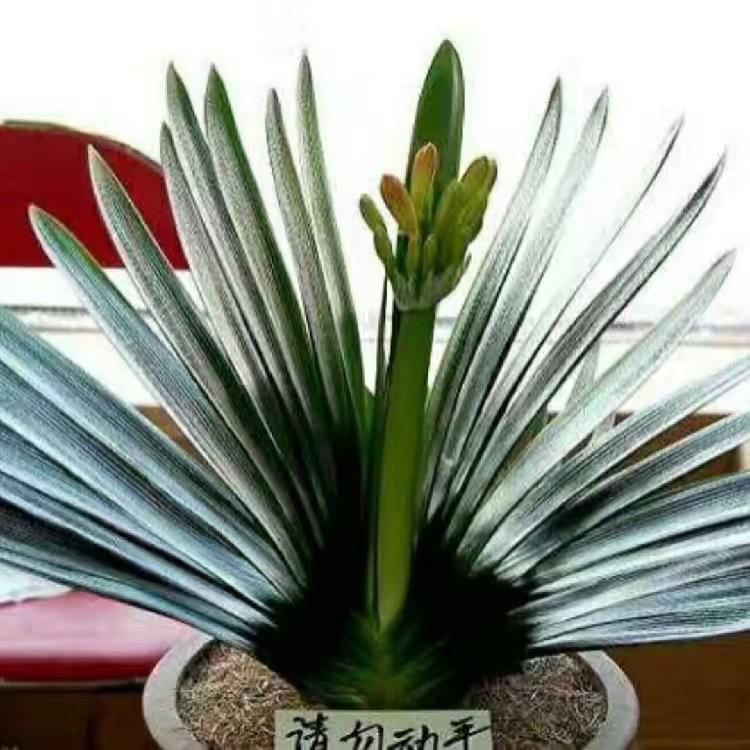 长春君子兰花园刘百双