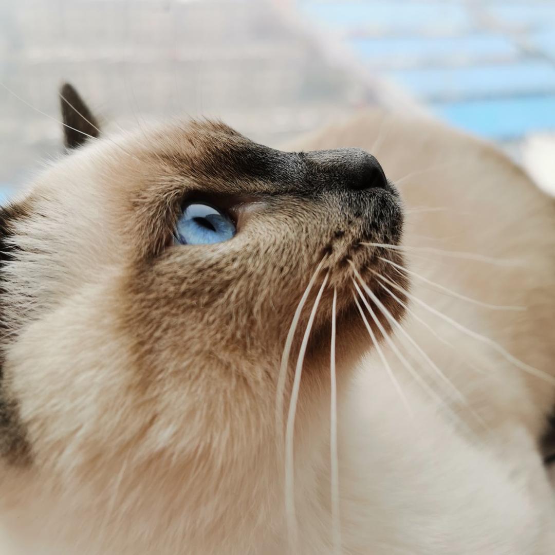 阳光下的向日葵🌻