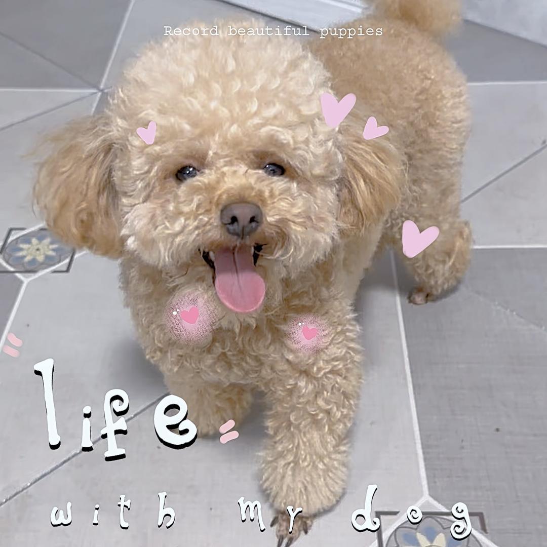 小旺财🐶