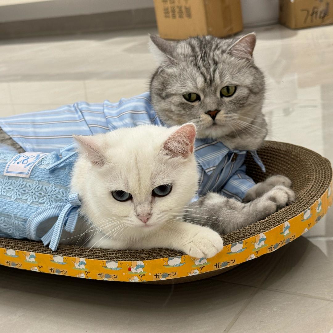 奔波儿炮和炮波儿奔