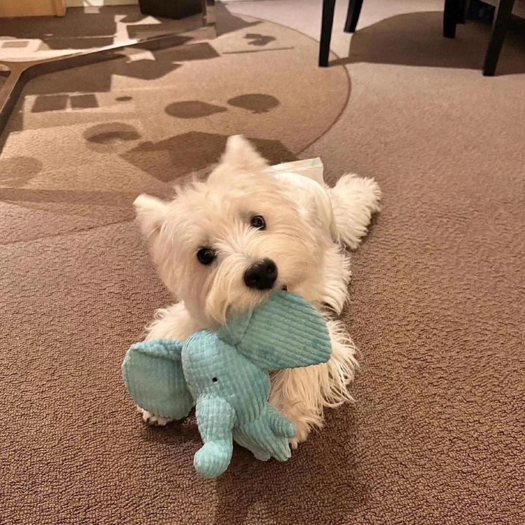 小羊大王🐏