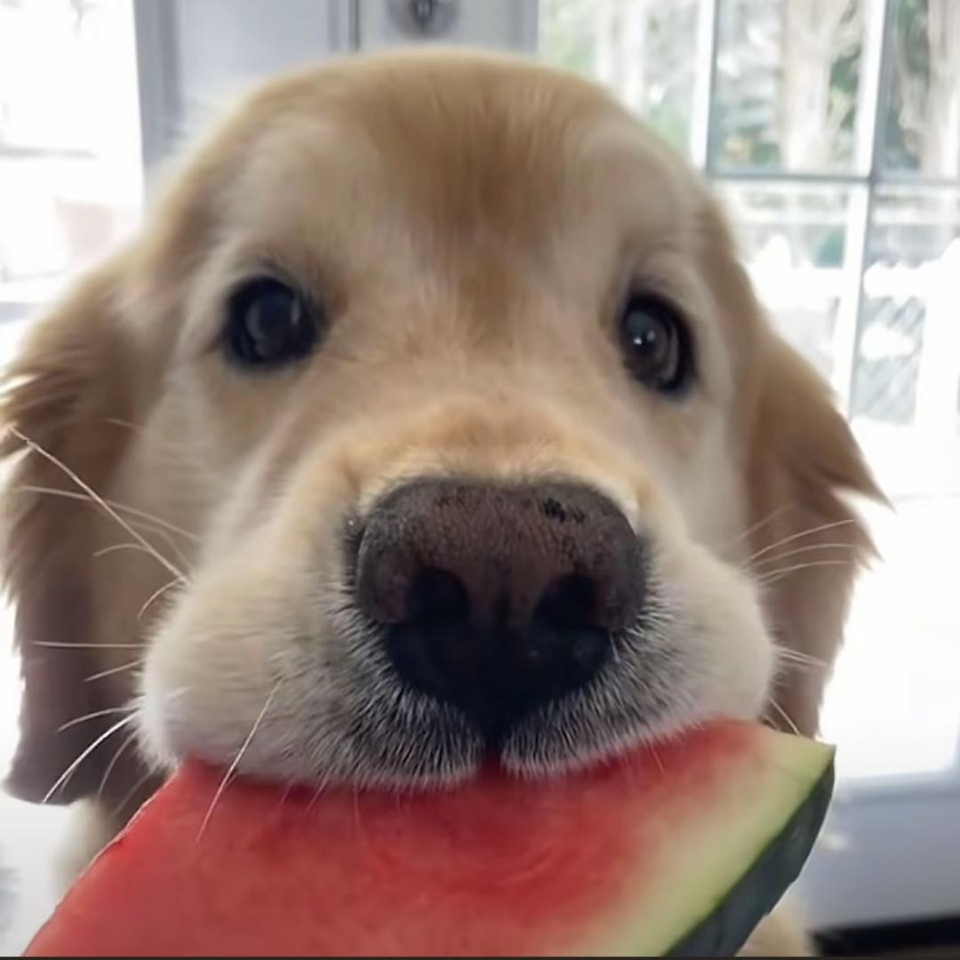 我的小狗会劈叉