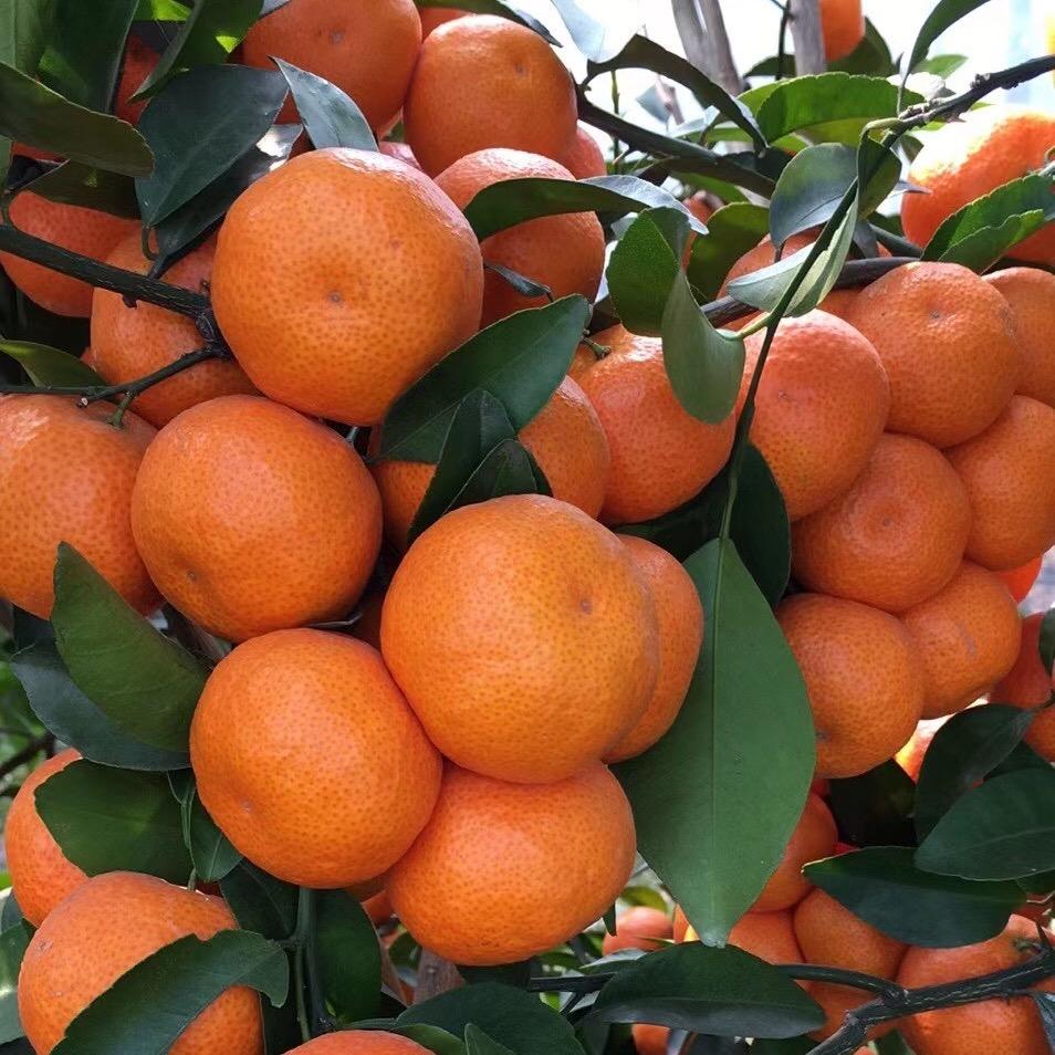 专业代收砂糖橘*梁哥