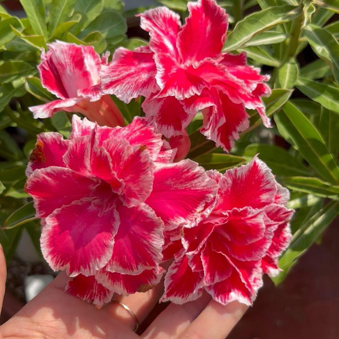 惜花