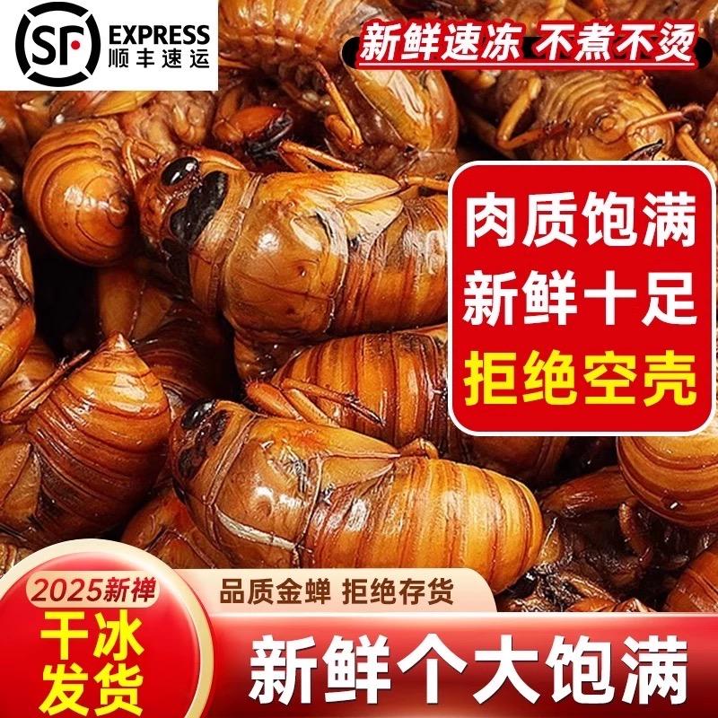 金蝉养殖基地头茬