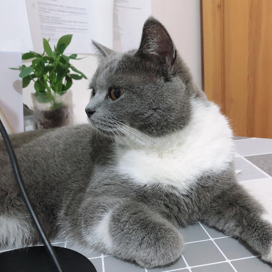 大喵（记录生活）💕
