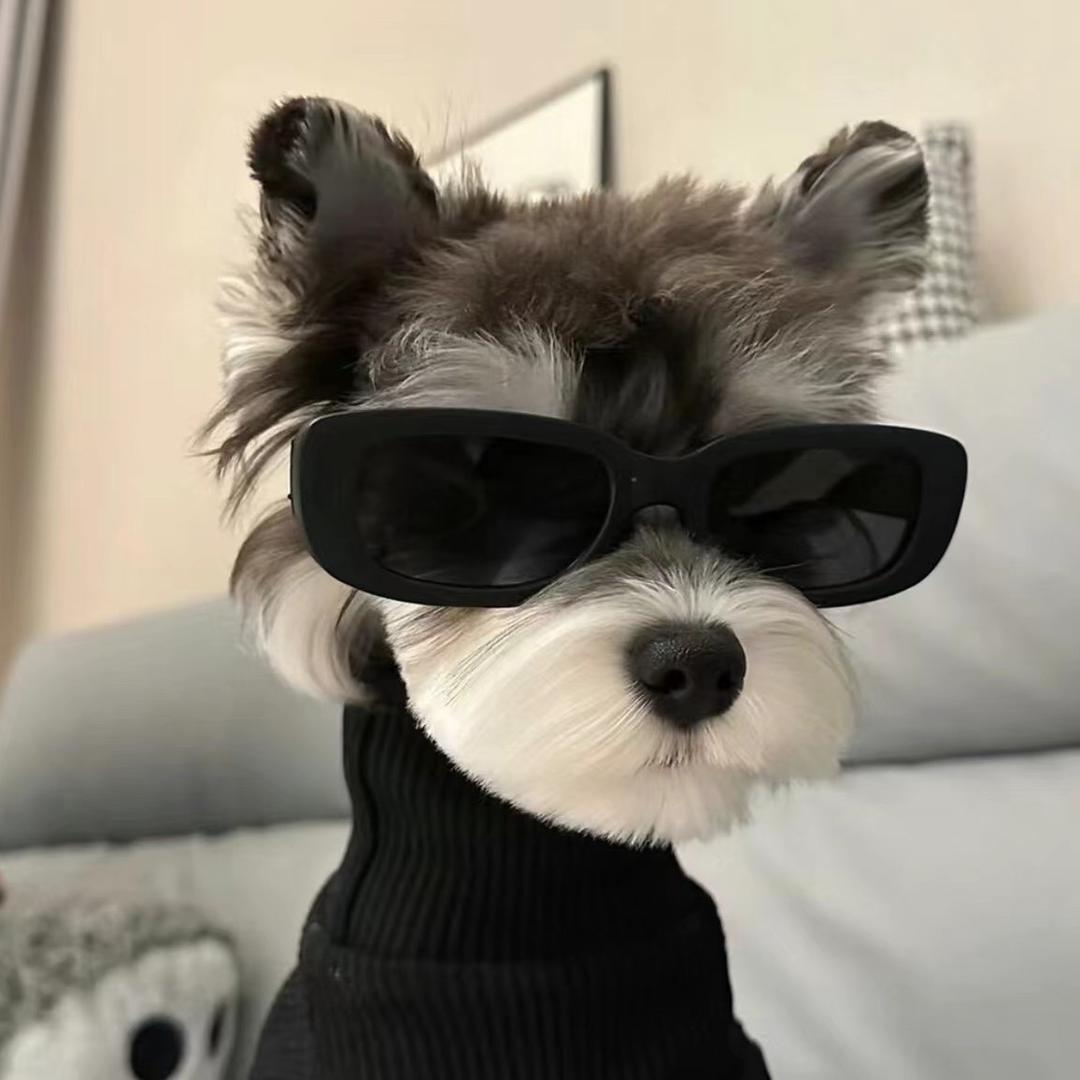 一只小Q