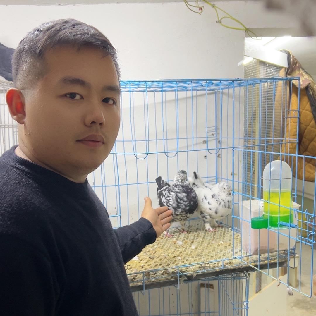 鸽情报局小张