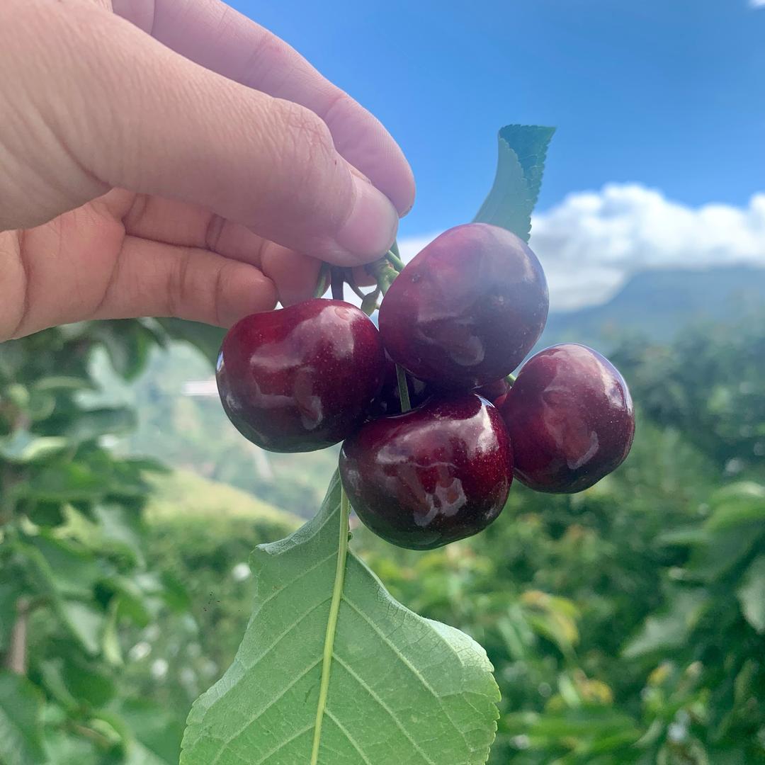 🍒英子