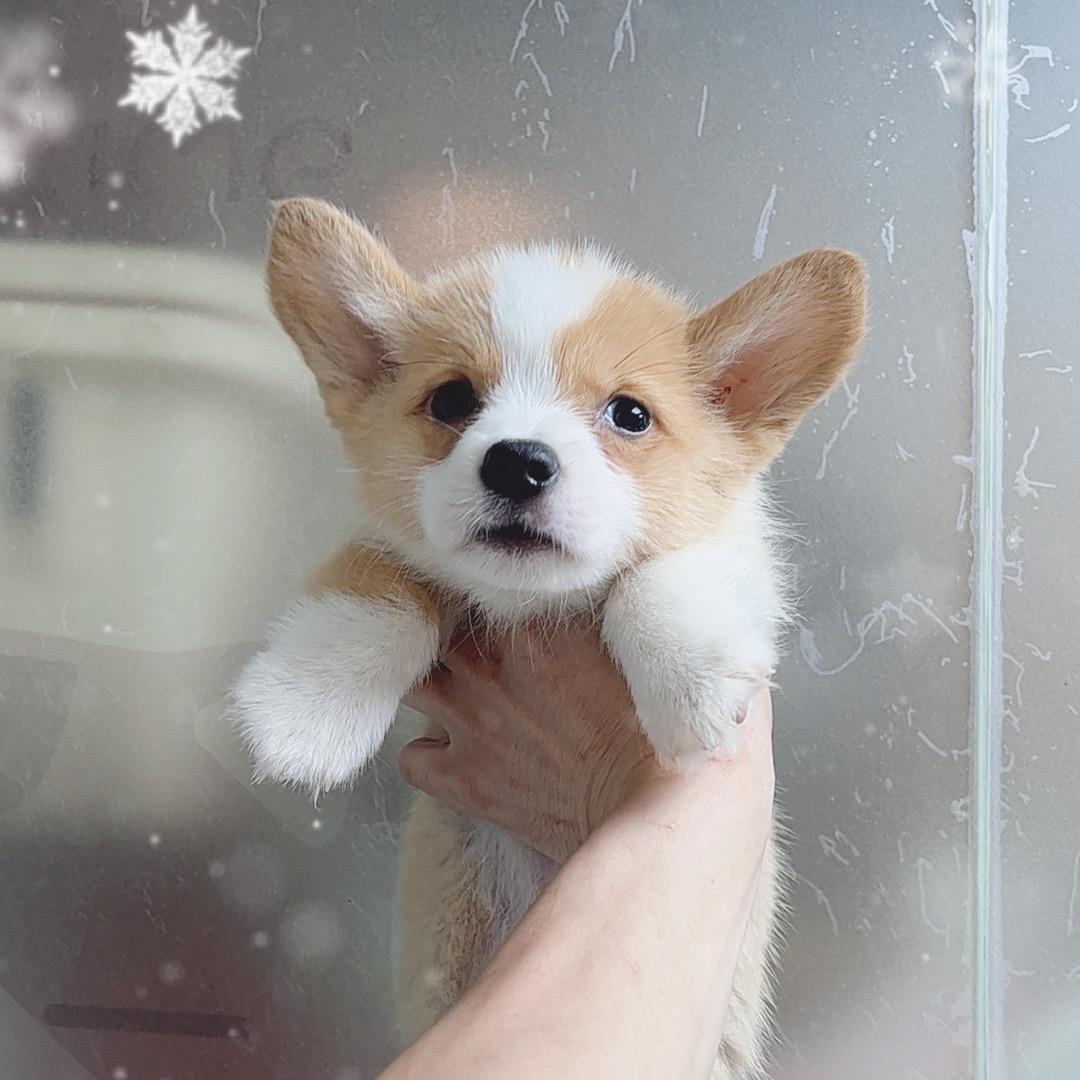 小宠当家宠物会所直播号